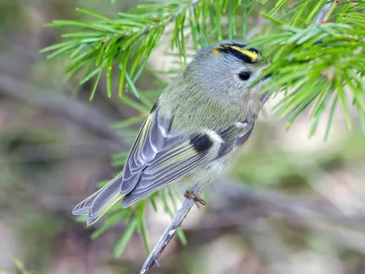 Птицы Кировской области: какие виды обитают в нашем регионе - 