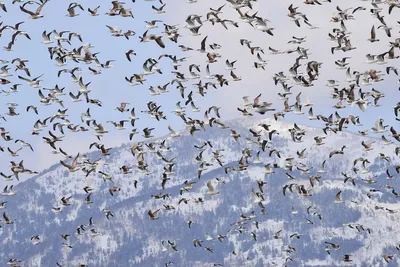 Специалисты Мосприроды рассказали, как правильно подкармливать птиц зимой