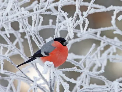 Мосприрода опубликовала календарь отлета перелетных птиц на зимовку