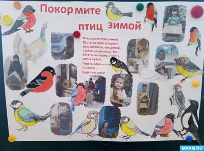 День зимующих птиц России |  | Кологрив - БезФормата
