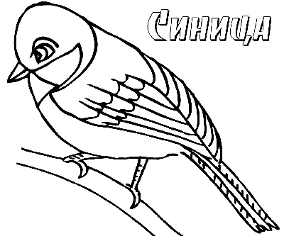 Зимующие птицы | Bird coloring pages, Coloring pages, Bird drawings