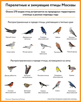 Плакат. Зимующие птицы (5255791) - Купить по цене от  руб. | Интернет  магазин 