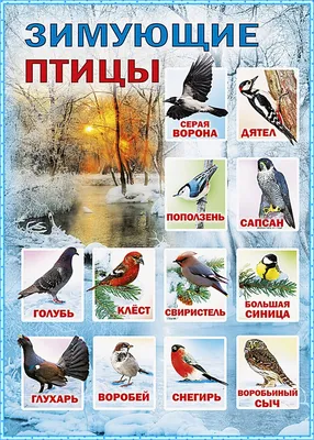 Зимующиее птицы астраханской области раскраски #26