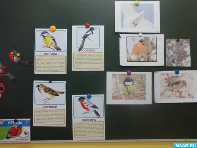 Записки астраханского натуралиста. Зимующие птицы