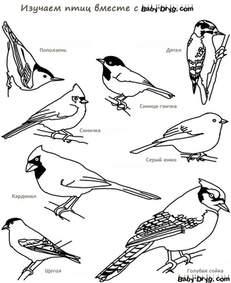 Картинки раскраски птицы зимующие - 74 фото