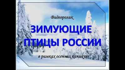 Раскраска Зимующие птицы распечатать бесплатно | Раскраски, Птицы, Шаблоны  птиц