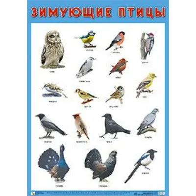 Зимующие птицы. А2. купить оптом в Екатеринбурге от 70 руб. Люмна