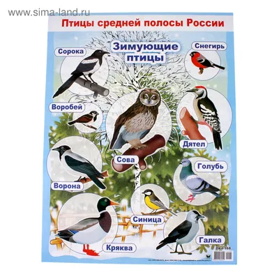 Плакат "Зимующие и перелётные птицы" А2 - Артикул - СМЛ0004993049 - оптом  купить в Москве по недорогой цене в интернет-магазине Стартекс