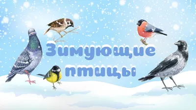 Картинки зимующих птиц для детского сада - 61 фото
