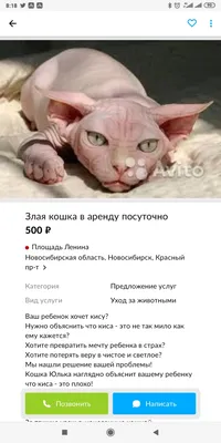 Злая кошка» — создано в Шедевруме