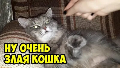 Злая кошка😾 | Кошки, Кот