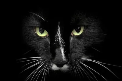 Злая кошка рисунок - 75 фото