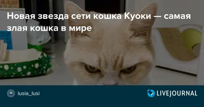 злая кошка / смешные картинки и другие приколы: комиксы, гиф анимация,  видео, лучший интеллектуальный юмор.