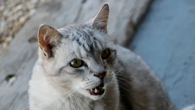 Сеть нашла самую злую кошку, и она превосходит всех своих предшественников  – Люкс ФМ