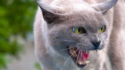 Знакомьтесь это Киця - самая злая кошка всея интернета | Mixnews