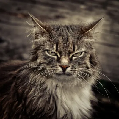 Замена Grumpy cat: Сеть покорила кошка со злой мордочкой (ФОТО): читать на  