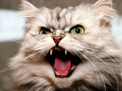 Злая кошка два дня продержала на кухне жительницу Архангельска - Российская  газета