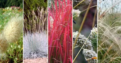 Декоративные злаки: фото и название растений, использование в ландшафтном  дизайне | Декоративная трава, Растения, Идеи для садового дизайна