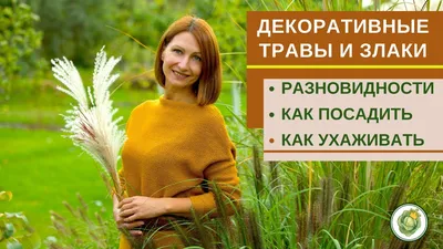 ВСЕ О НАШИХ ЗЛАКОВЫХ - Зеленый сад