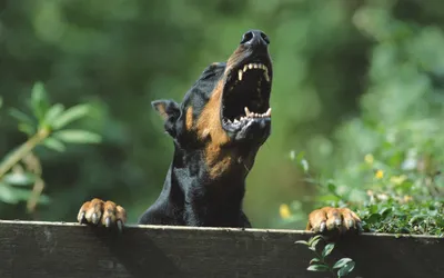 𝐓𝐇𝐔𝐆𝐁𝐑𝐁𝐈𝐄$♡ . | Scary dogs, Doberman pinscher dog, Doberman puppy