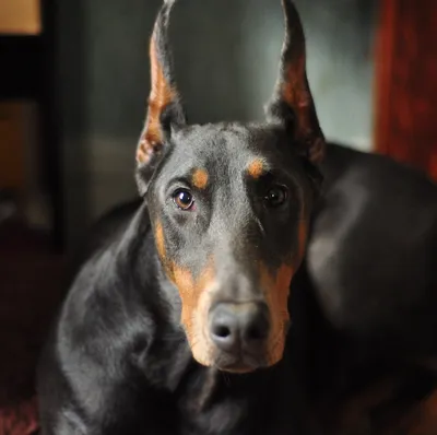 Pin by Marina on Wallpaper | Doberman pinscher dog, Doberman, Scary dogs