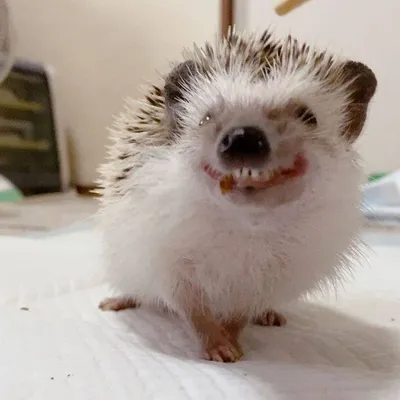 Злой ёж)) | Hedgehog pet, Cute hedgehog, Cute baby animals