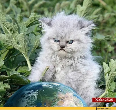 Антистресс 'Злой кот'