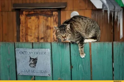 Свирепый, Злой Кот На Подоконнике На Улице. Злой, Недоверчивый Ругающийся  Кот. Кошка Выглядит Злонамеренно, Недоверчиво. Фотография, картинки,  изображения и сток-фотография без роялти. Image 75704824