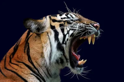Злой тигр картинки