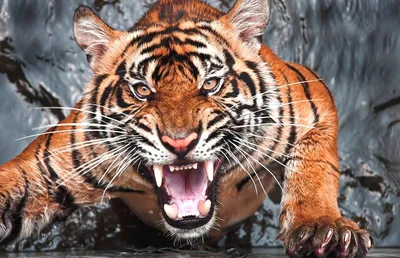 Злой тигр неподёлку поможет бороться с прокастинацией — Фотографии на аву |  Красивые кошки, Тигр, Большие кошки
