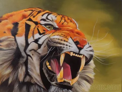 Images tiger Canine tooth fangs angry Snout Glance Animals