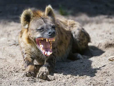 18 злобных и смешных животных, которые буквально переполнены гневом