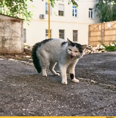 злой кот :: котэ (прикольные картинки с кошками) / смешные картинки и  другие приколы: комиксы, гиф анимация, видео, лучший интеллектуальный юмор.