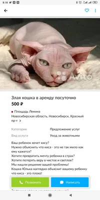 😡 шмоня кот злой | Кот