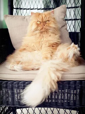 25 самых смешных фото котов, похожих на коварных злодеев - Летидор
