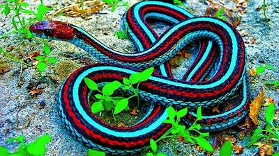 Красивая змея картинки - 74 фото
