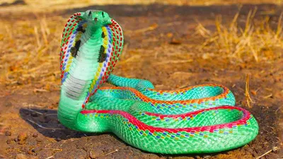 Самые красивые змеи нашей планеты | ⭐ ТопКафе | Дзен