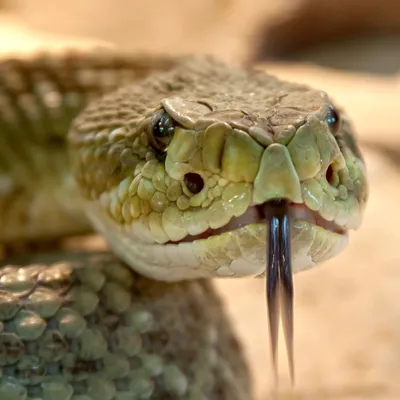 Змея особо ядовитая