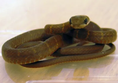 Гремучая змея из китайского Cычуаня - как она выглядит и насколько опасна,  фото - Апостроф