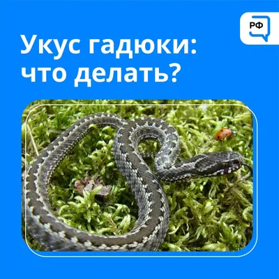 Калифорнийская цепная змея может стать угрозой для рептилий Германии