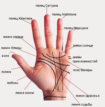 Основные линии на руке | Palm reading, Palmistry, Palm reading charts