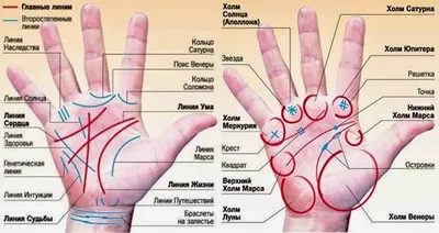 Что означают линии на ладони руки? Наука и хиромантия / Портал Обучения и  Саморазвития | Хиромантия, Руки, Ладонь