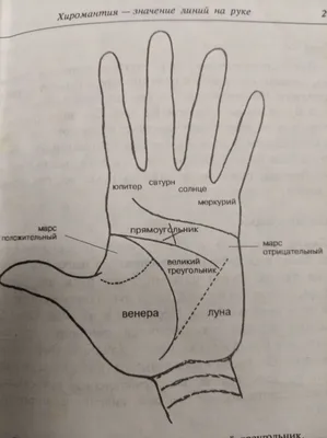 Хиромантия. Холмы руки и их значение. | Леля Сережкина | Дзен