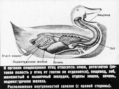 Как очистить большой, полный зоб цыплёнка бройлера. | Хозяйство Воронова |  Дзен