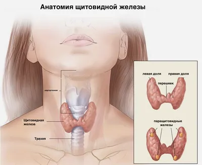 Болезнь Грейвса (диффузный токсический зоб (болезнь Базедова) - причины  появления, симптомы заболевания, диагностика и способы лечения