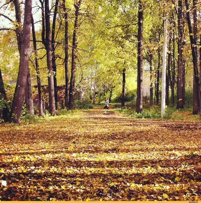 Золотая осень - Масло