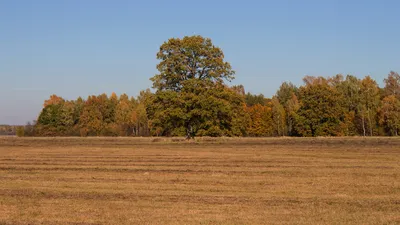 Картинки золотая осень (60 фото)