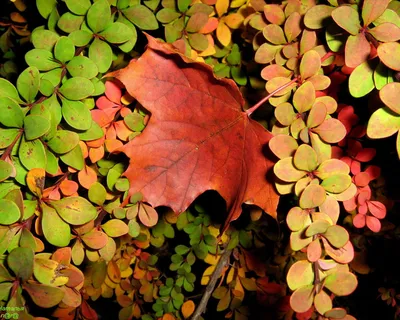 Природа - Золотая осень красивые обои на рабочий стол.