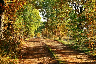 Золотая осень в лесу. Фотограф Соколова Елена