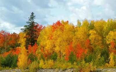 Золотая осень в Екатерининском саду 🍂🍁 | Санкт-петербург, россия,  Красивые места, Пейзажи